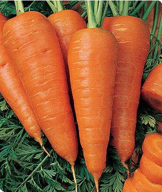 Sweet Treat Hybrid Carrot